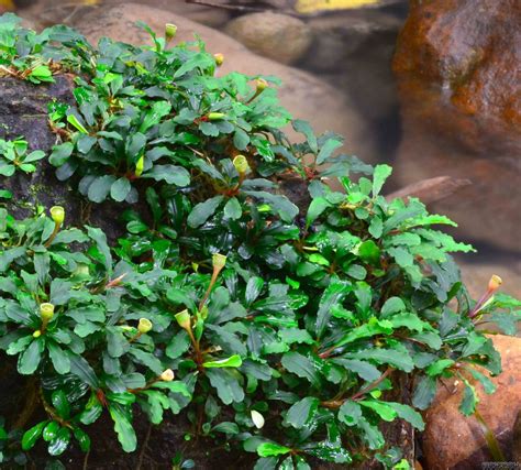 bucephalandra plants